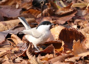 Willow Tit 野幌森林公園 Mon, 11/8/2021