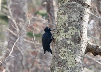 クマゲラ 野幌森林公園 2021年11月8日(月)