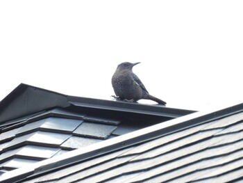 Blue Rock Thrush 実家近く Sun, 11/7/2021