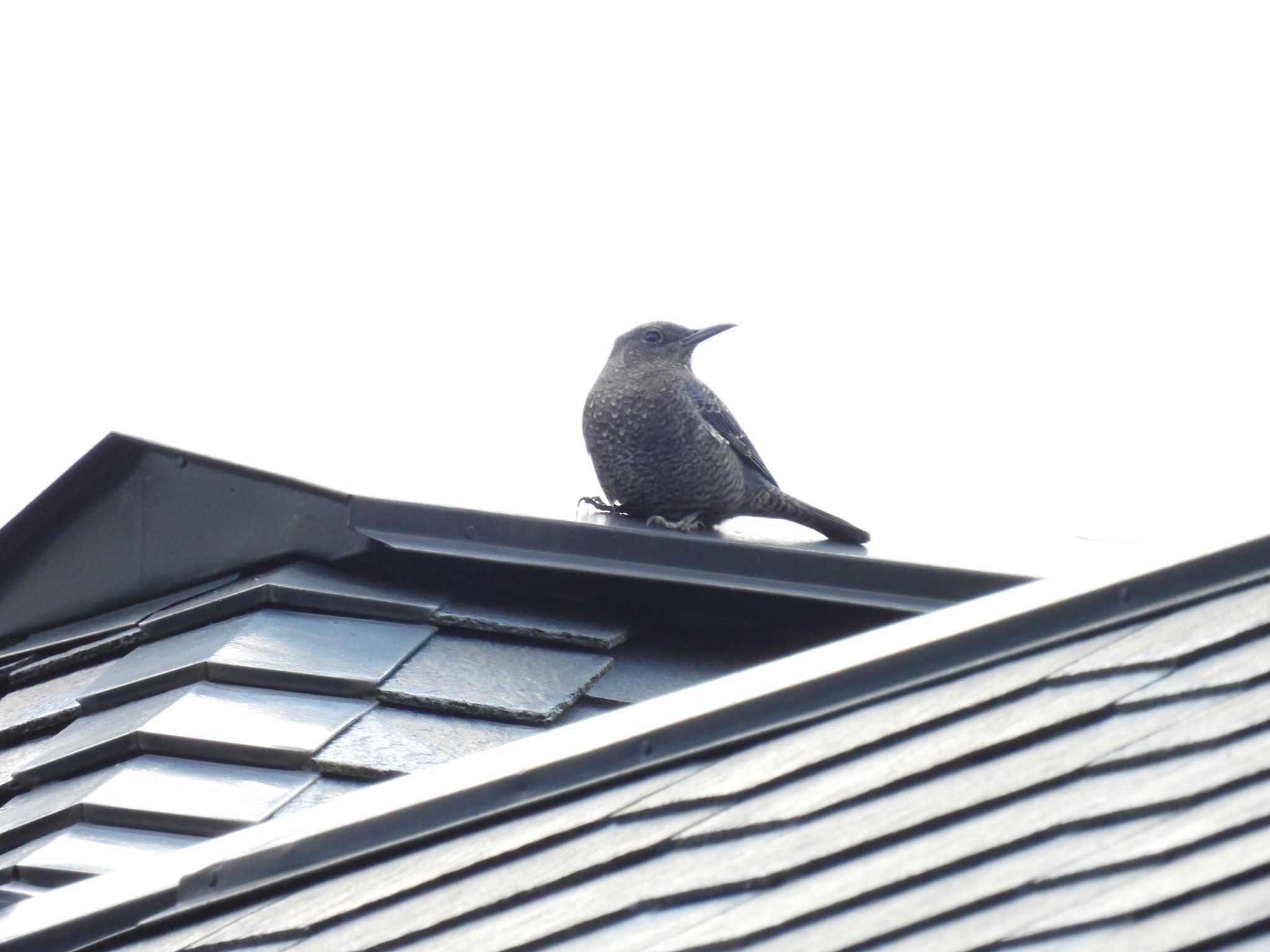 Blue Rock Thrush