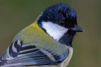 Japanese Tit 追分市民の森 Mon, 11/8/2021