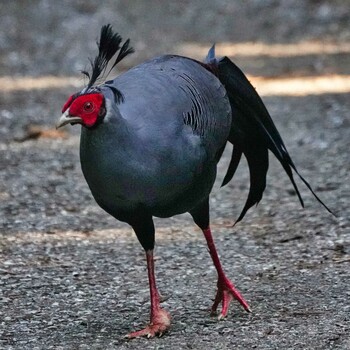 Siamese Fireback Sakaerat Environmental Research Station Sat, 11/6/2021