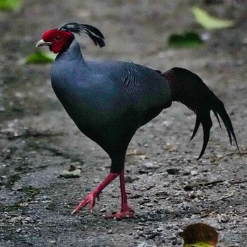 Siamese Fireback Sakaerat Environmental Research Station Sat, 11/6/2021