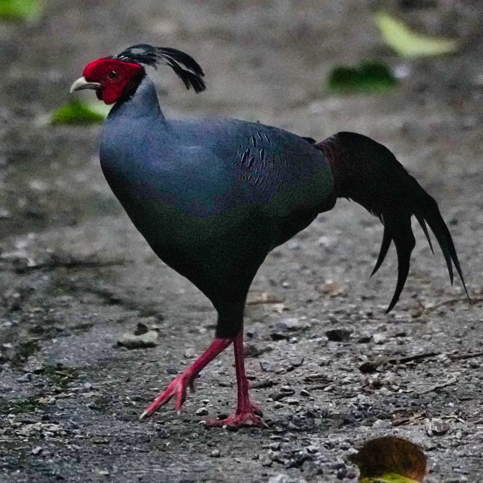 Photo of Siamese Fireback at Sakaerat Environmental Research Station by span265