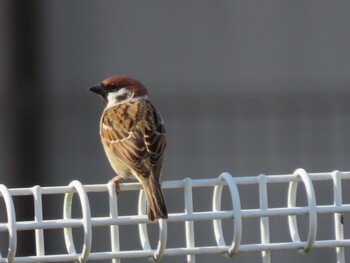 2021年11月4日(木) 滋賀県日野町の野鳥観察記録