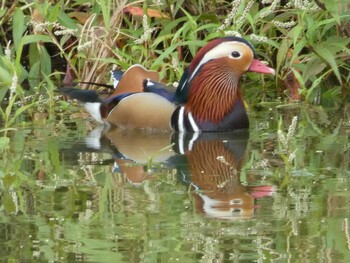 Mandarin Duck Yoron Island Mon, 11/8/2021