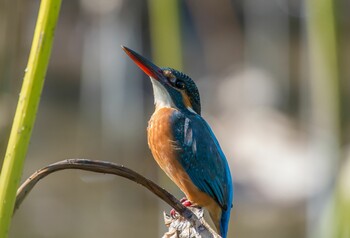 カワセミ 薬師池公園 2021年11月4日(木)