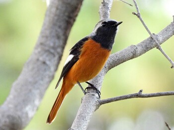 Daurian Redstart 祖父江ワイルドネイチャー緑地 Mon, 11/8/2021