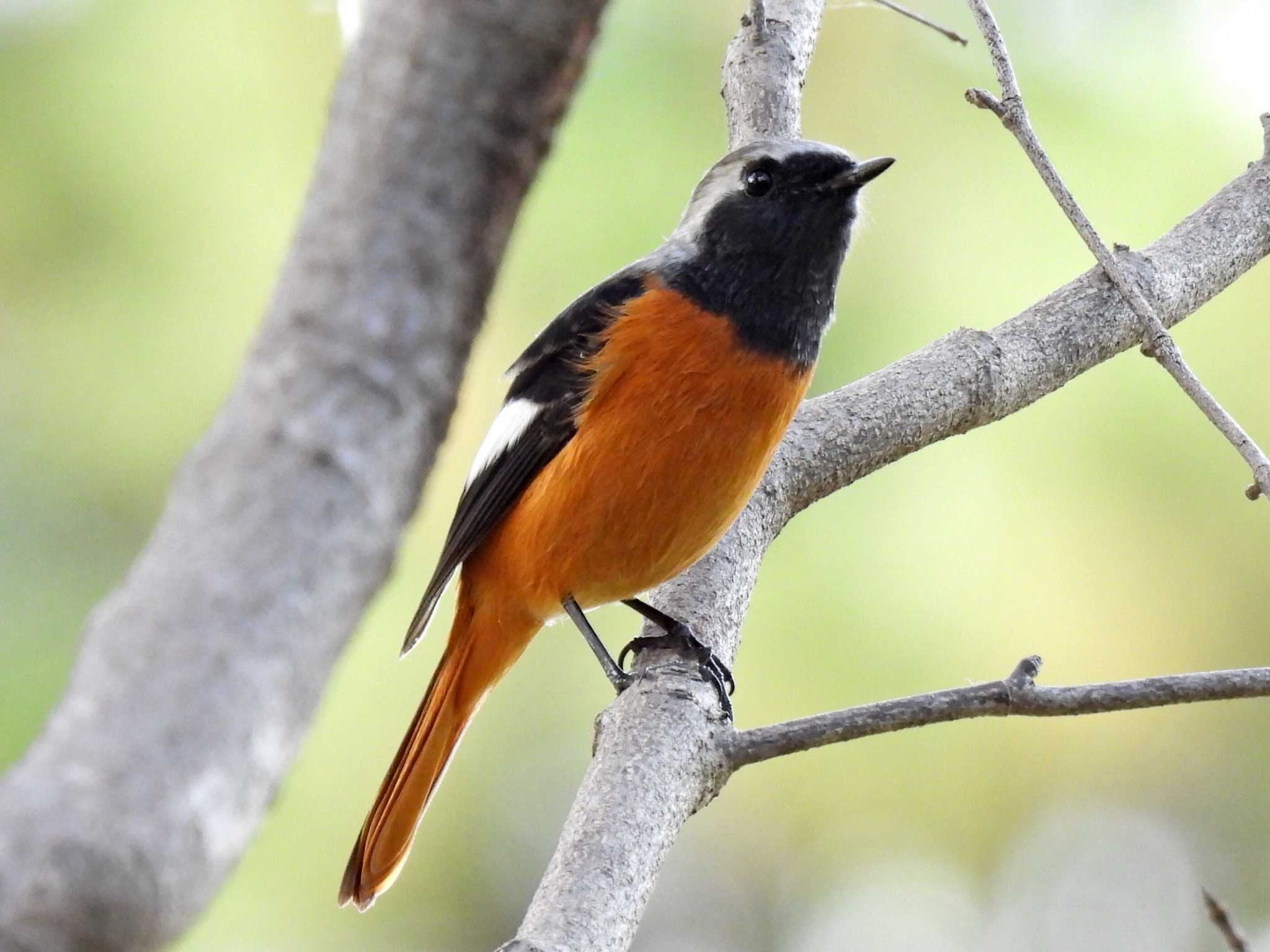 Photo of Daurian Redstart at 祖父江ワイルドネイチャー緑地 by 寅次郎