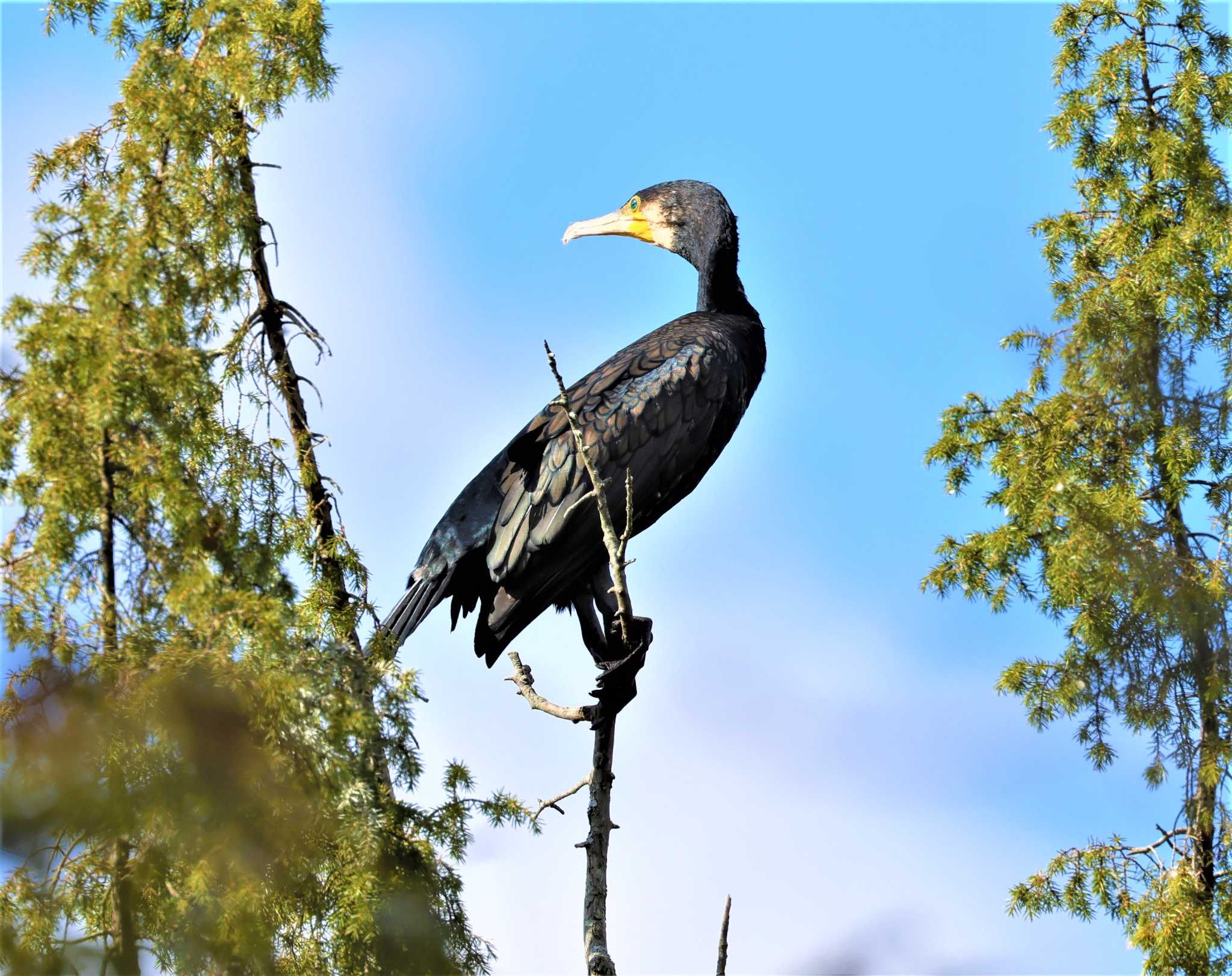 カワウ by Hokkaido.univ