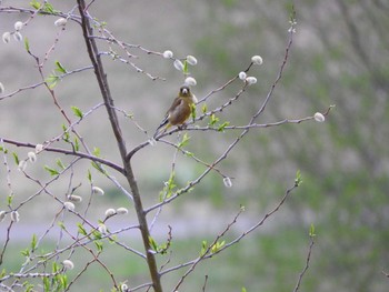 カワラヒワ 永山新川 2017年5月7日(日)