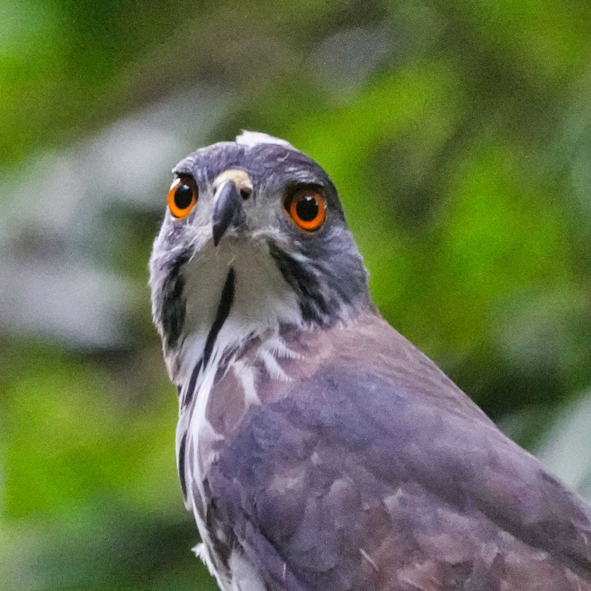 Nam Nao National Park カンムリオオタカの写真 by span265