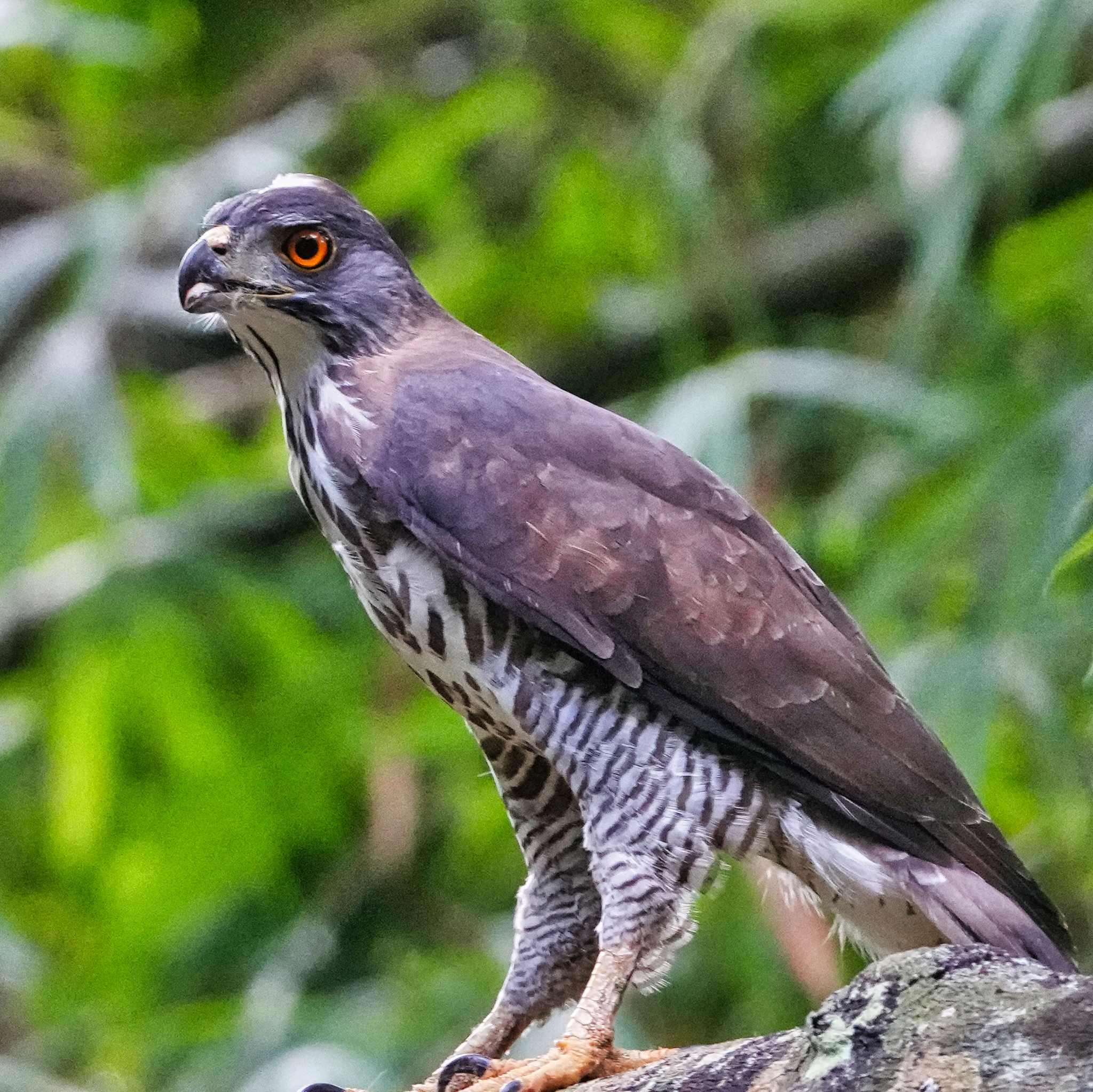 Photo of Crested Goshawk at Nam Nao National Park by span265