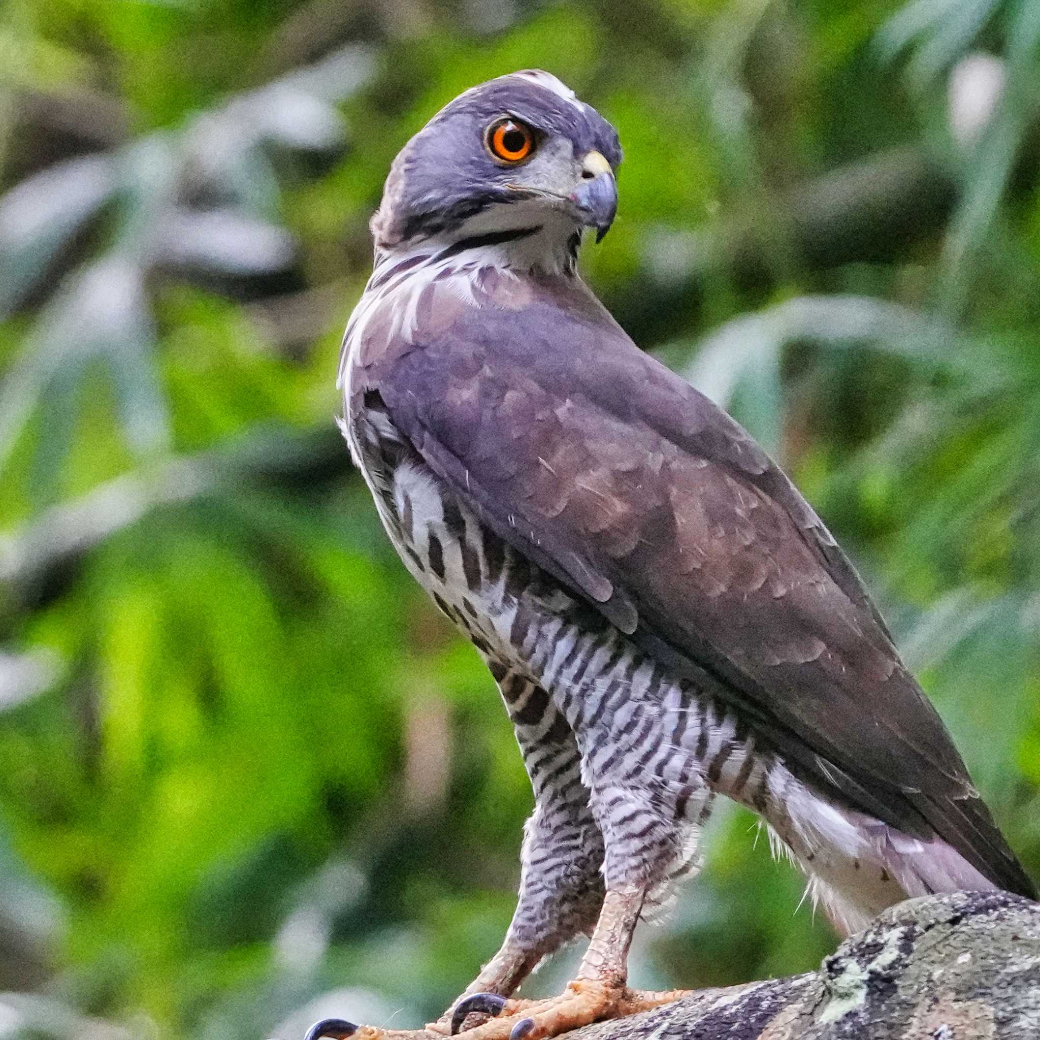 Photo of Crested Goshawk at Nam Nao National Park by span265