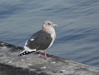 Slaty-backed Gull 岩手県・岩泉町 Sun, 11/7/2021