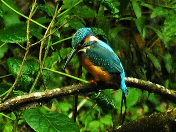 2021年10月3日(日) 衣笠山公園の野鳥観察記録