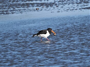 2021年11月8日(月) 船橋三番瀬公園の野鳥観察記録