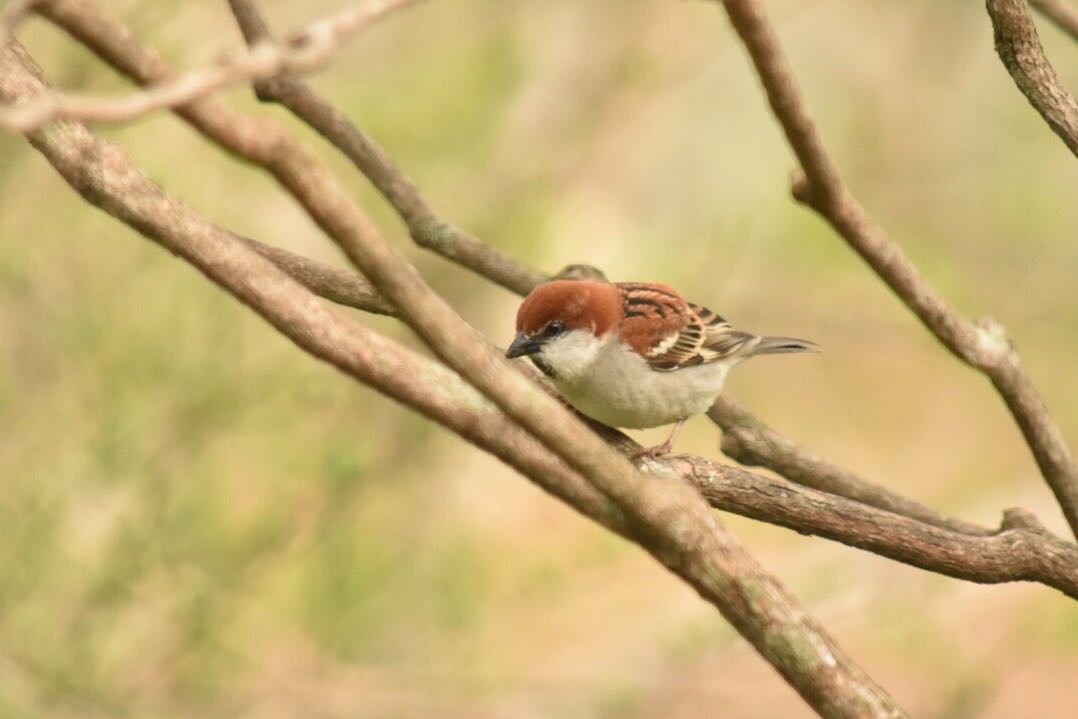 Photo of Russet Sparrow at 千歳 by リトコ