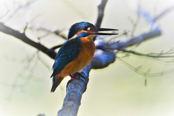 2021年11月5日(金) 薬師池公園の野鳥観察記録