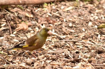 Grey-capped Greenfinch Unknown Spots Sat, 5/6/2017