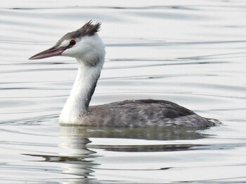 Great Crested Grebe 祖父江ワイルドネイチャー緑地 Mon, 11/8/2021