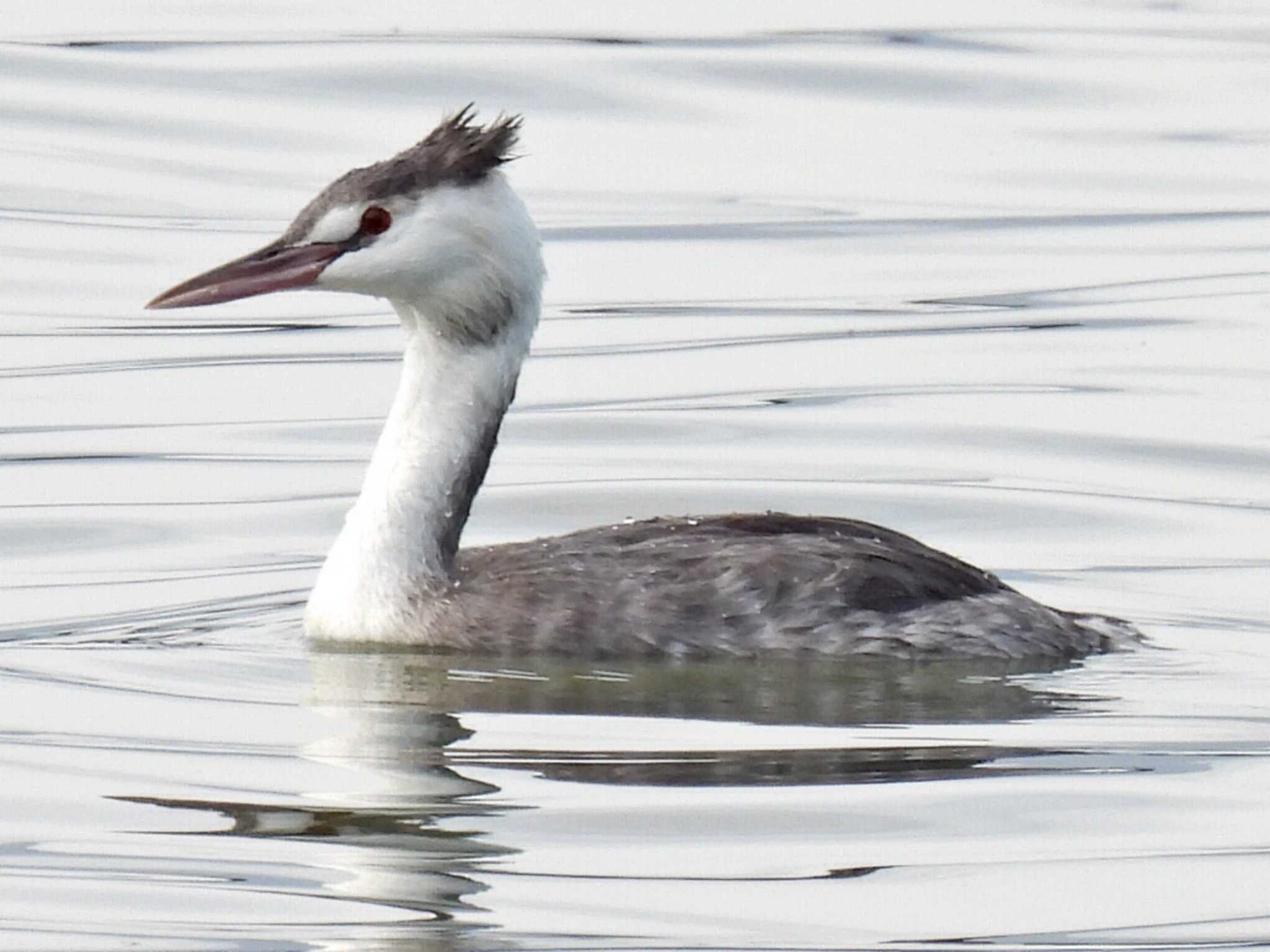 Photo of Great Crested Grebe at 祖父江ワイルドネイチャー緑地 by 寅次郎