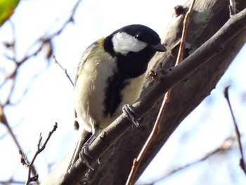 Japanese Tit 祖父江ワイルドネイチャー緑地 Mon, 11/8/2021