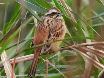 Meadow Bunting 祖父江ワイルドネイチャー緑地 Mon, 11/8/2021