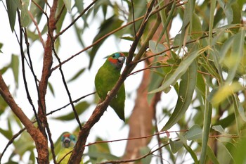 Double-eyed Fig Parrot ケアンズ Mon, 10/21/2019