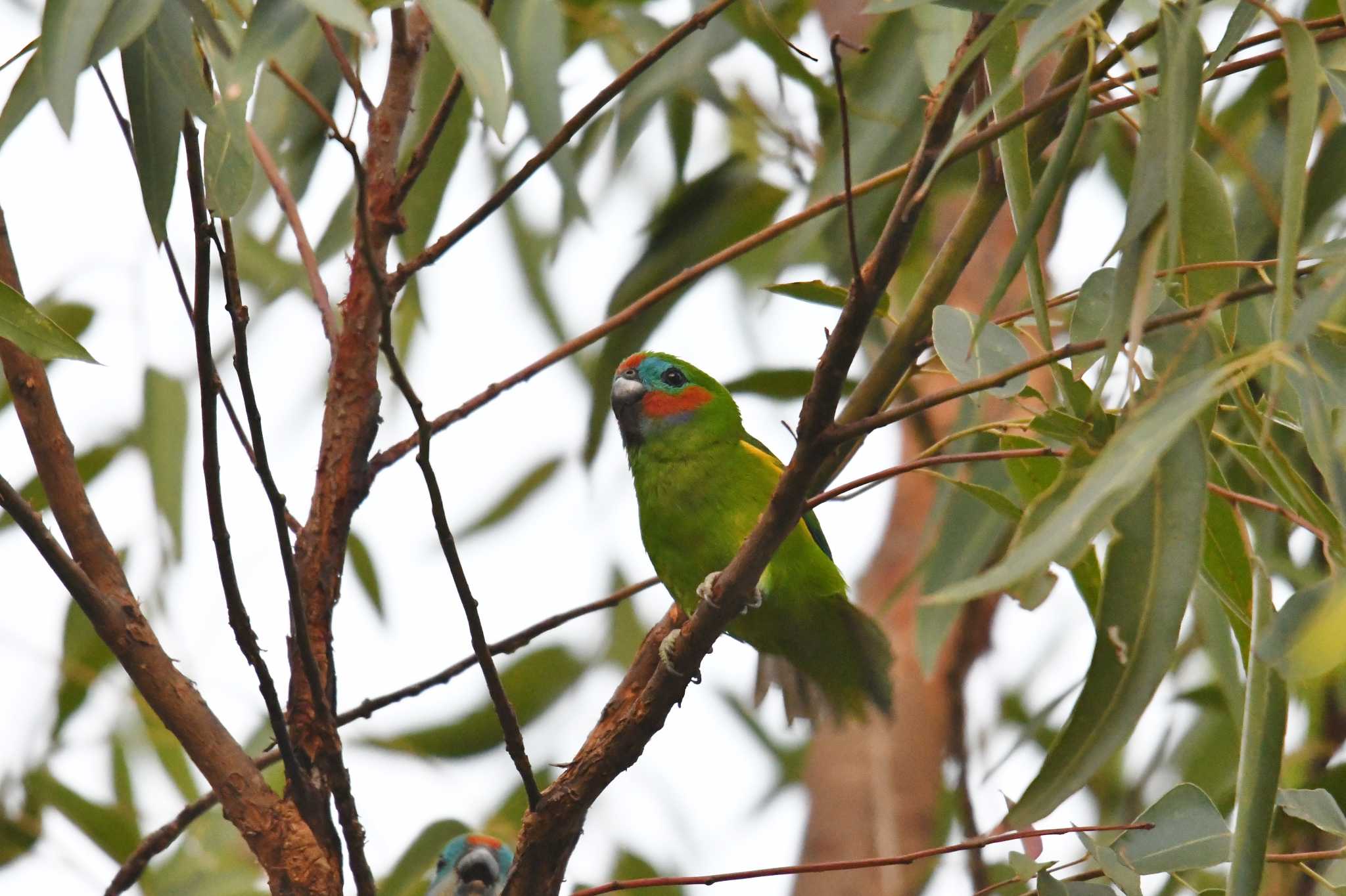 Double-eyed Fig Parrot