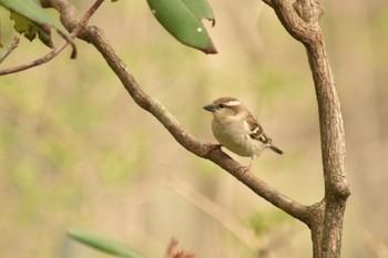 Russet Sparrow Unknown Spots Sat, 5/6/2017