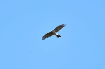 Eurasian Sparrowhawk 大山公園(鶴岡市) Sun, 11/7/2021