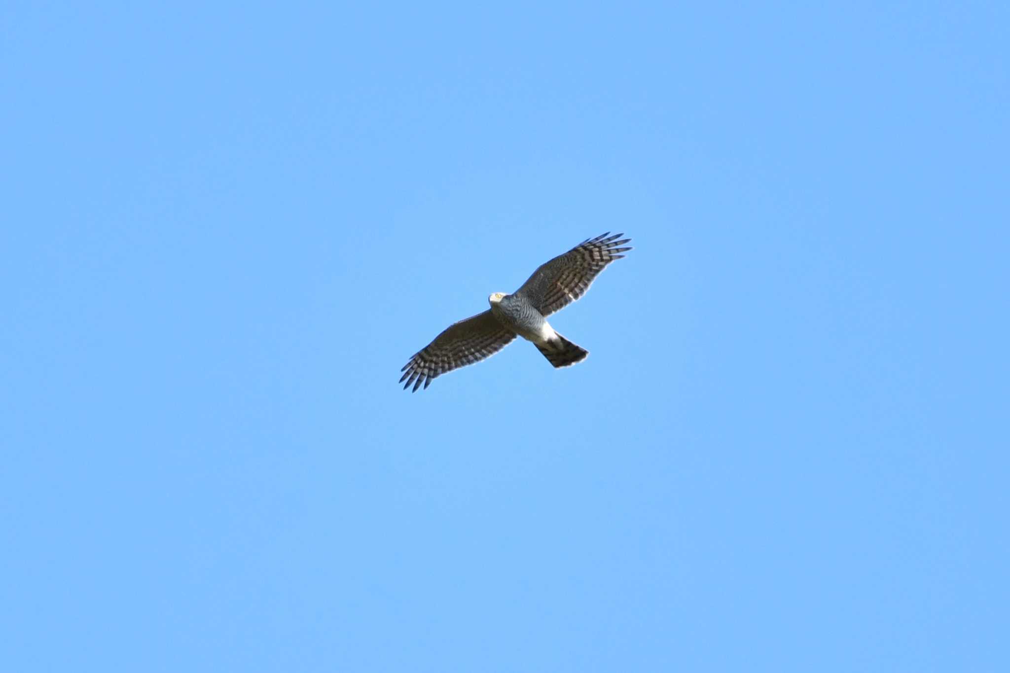 Eurasian Sparrowhawk