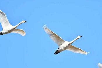 コハクチョウ 大山公園(鶴岡市) 2021年11月7日(日)