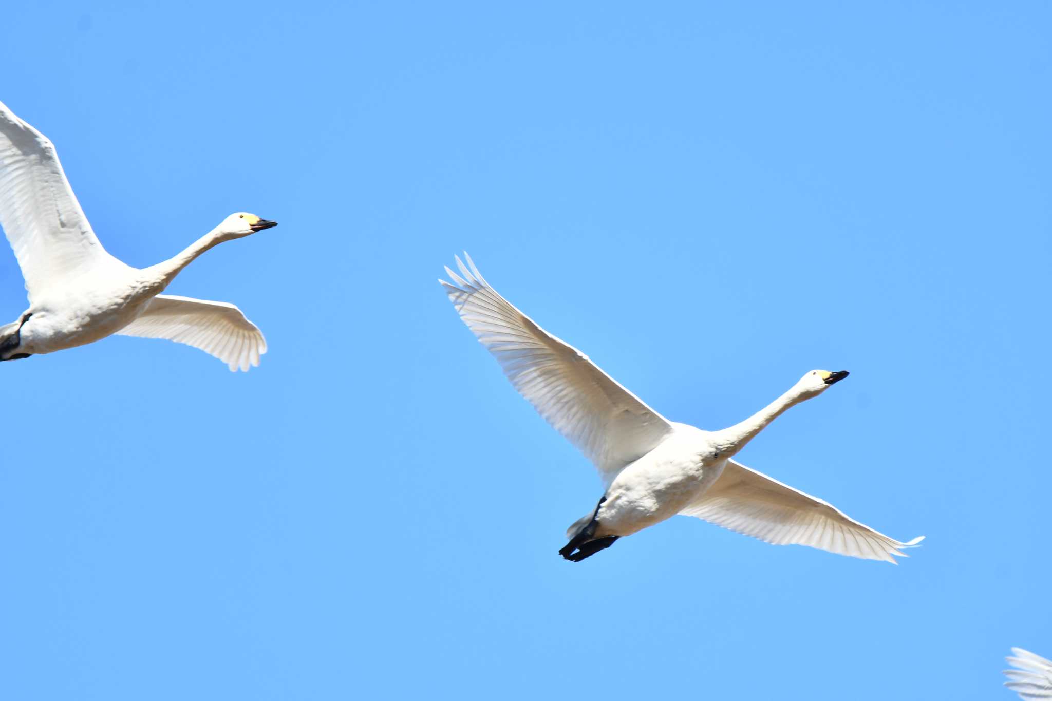Photo of Tundra Swan at 大山公園(鶴岡市) by のぶ