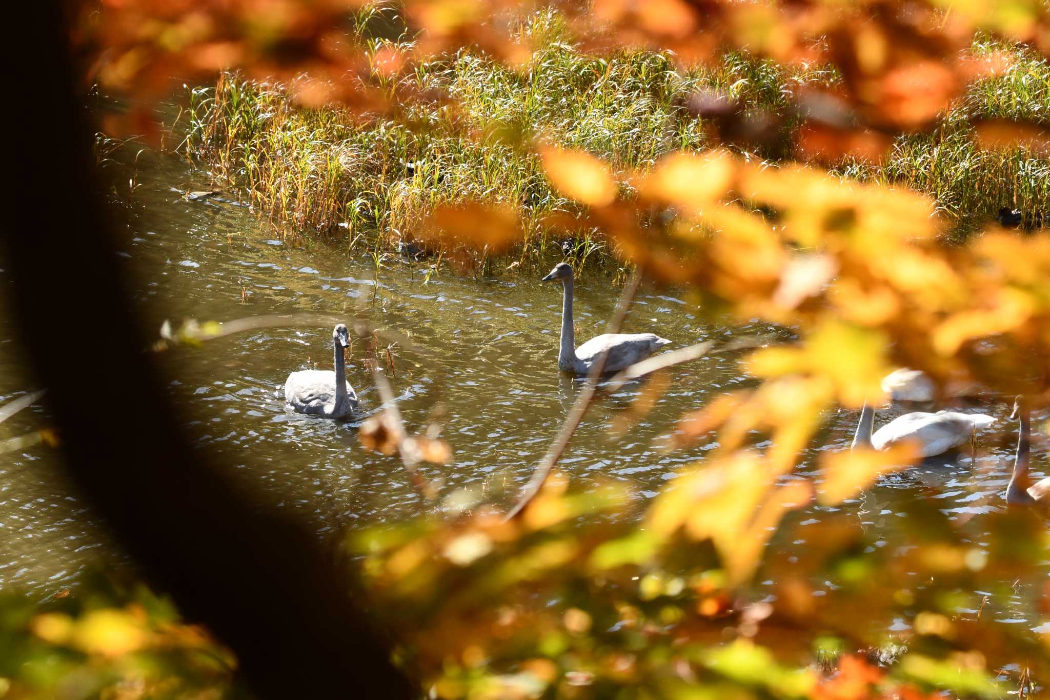 Whooper Swan