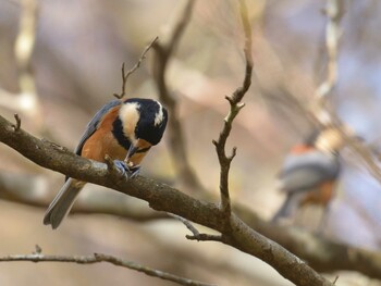2021年11月3日(水) 十里木高原の野鳥観察記録