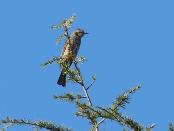 Brown-eared Bulbul 狭山湖 Sat, 11/6/2021