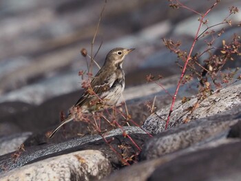 Water Pipit 狭山湖 Sat, 11/6/2021