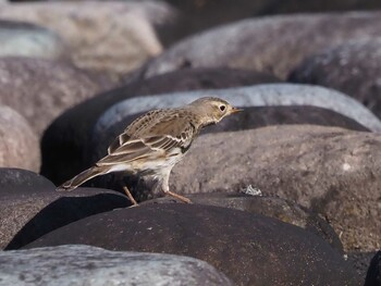 Water Pipit 狭山湖 Sat, 11/6/2021