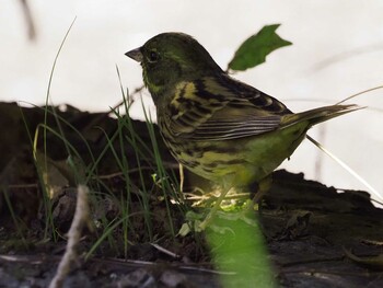 Masked Bunting 狭山湖 Sat, 11/6/2021