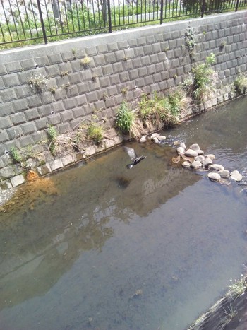 カワウ 黒須田川 2017年5月8日(月)