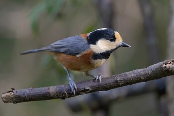 Varied Tit 追分市民の森 Mon, 11/8/2021