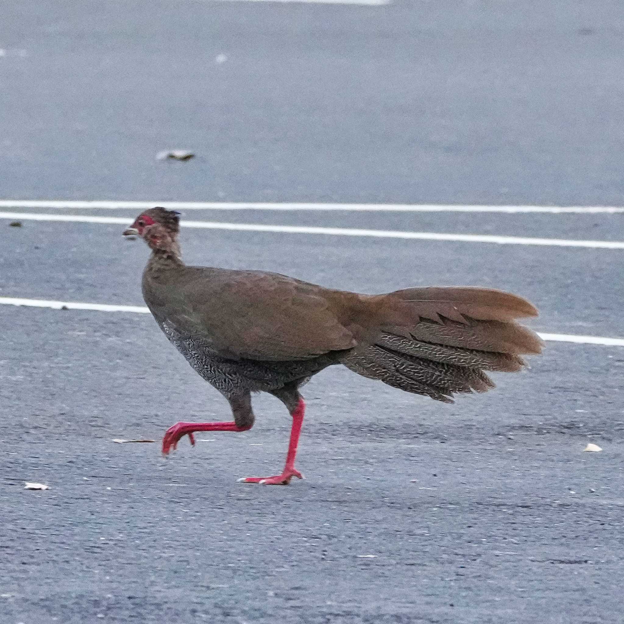 Silver Pheasant