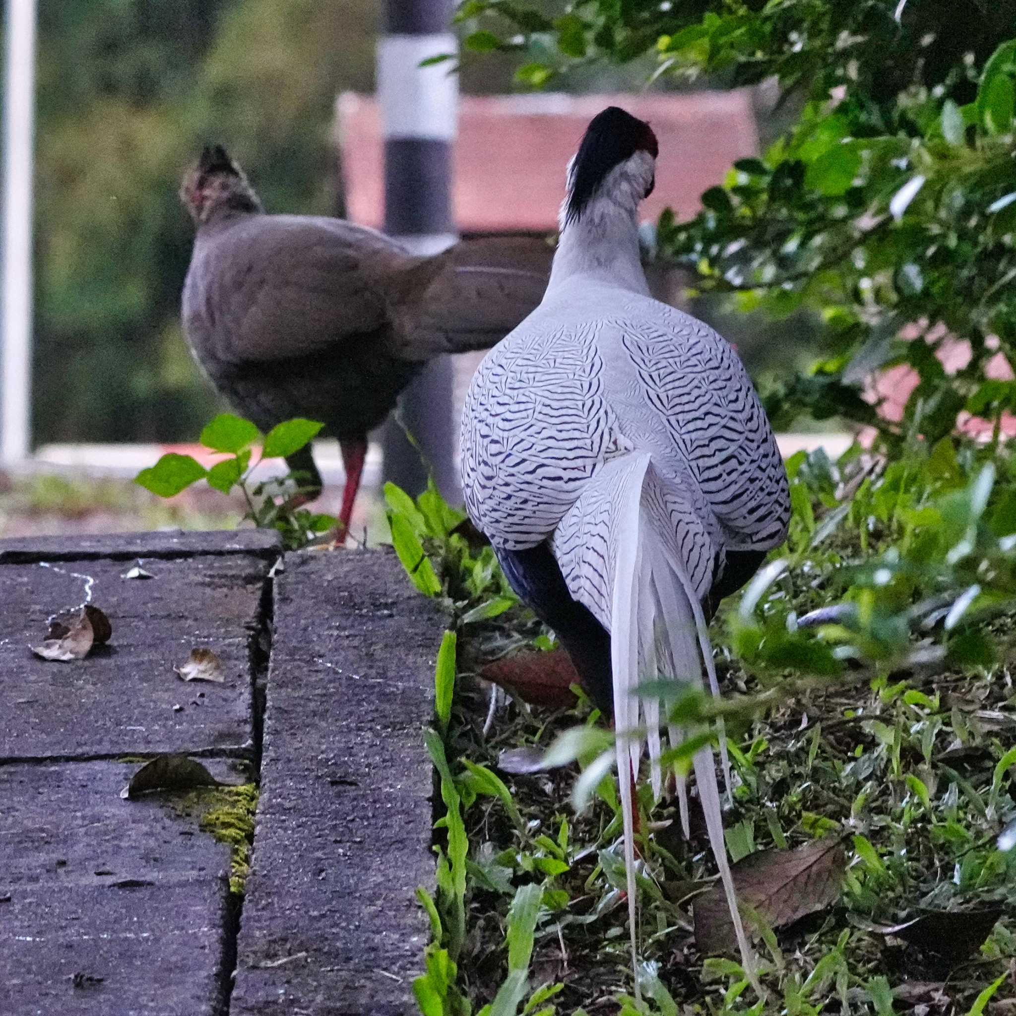 Silver Pheasant