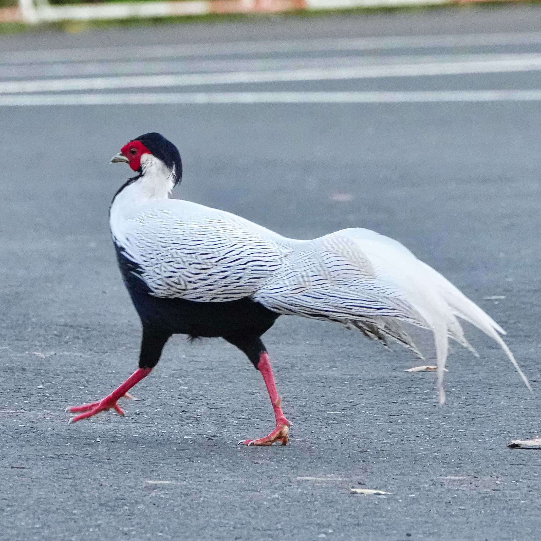 Silver Pheasant