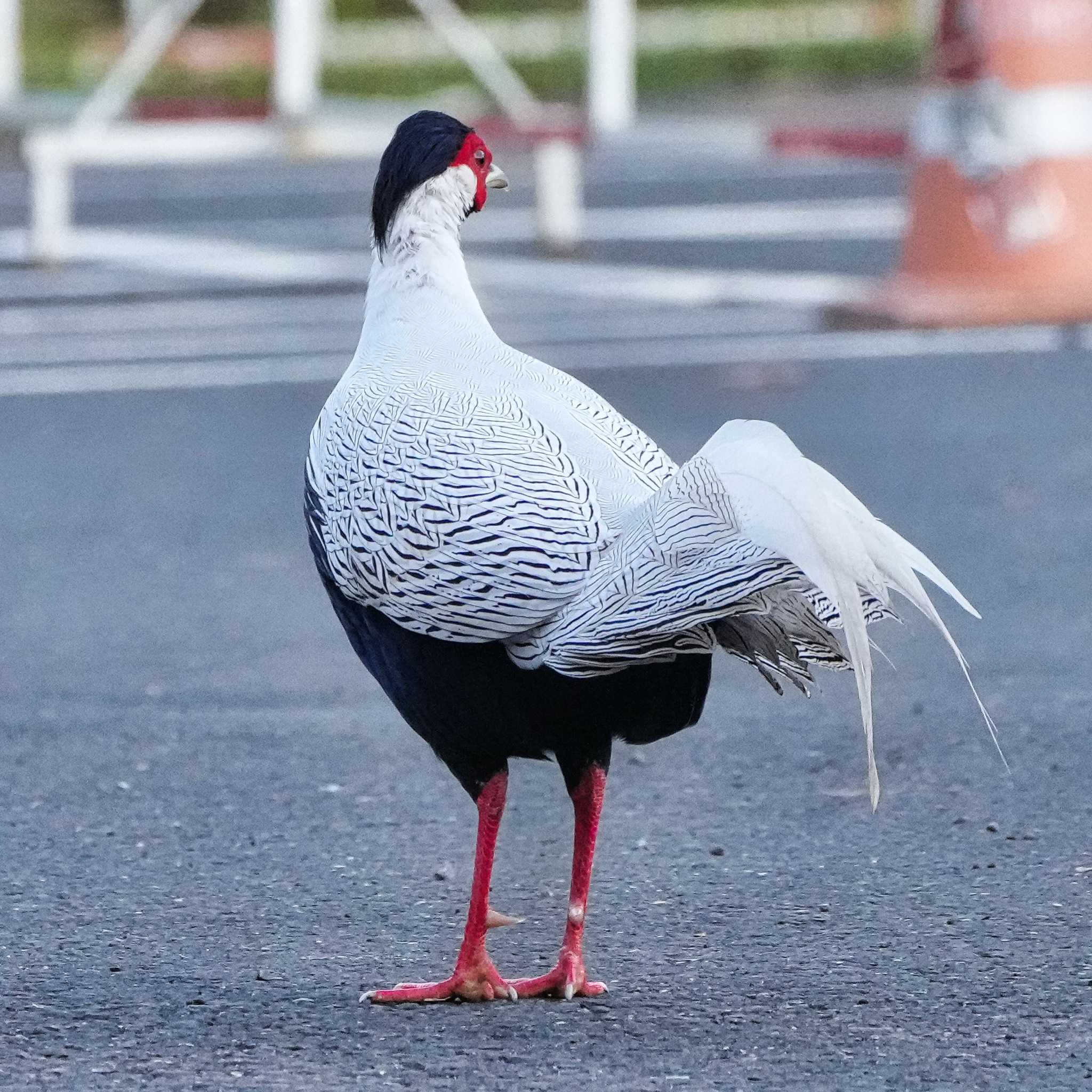 Silver Pheasant