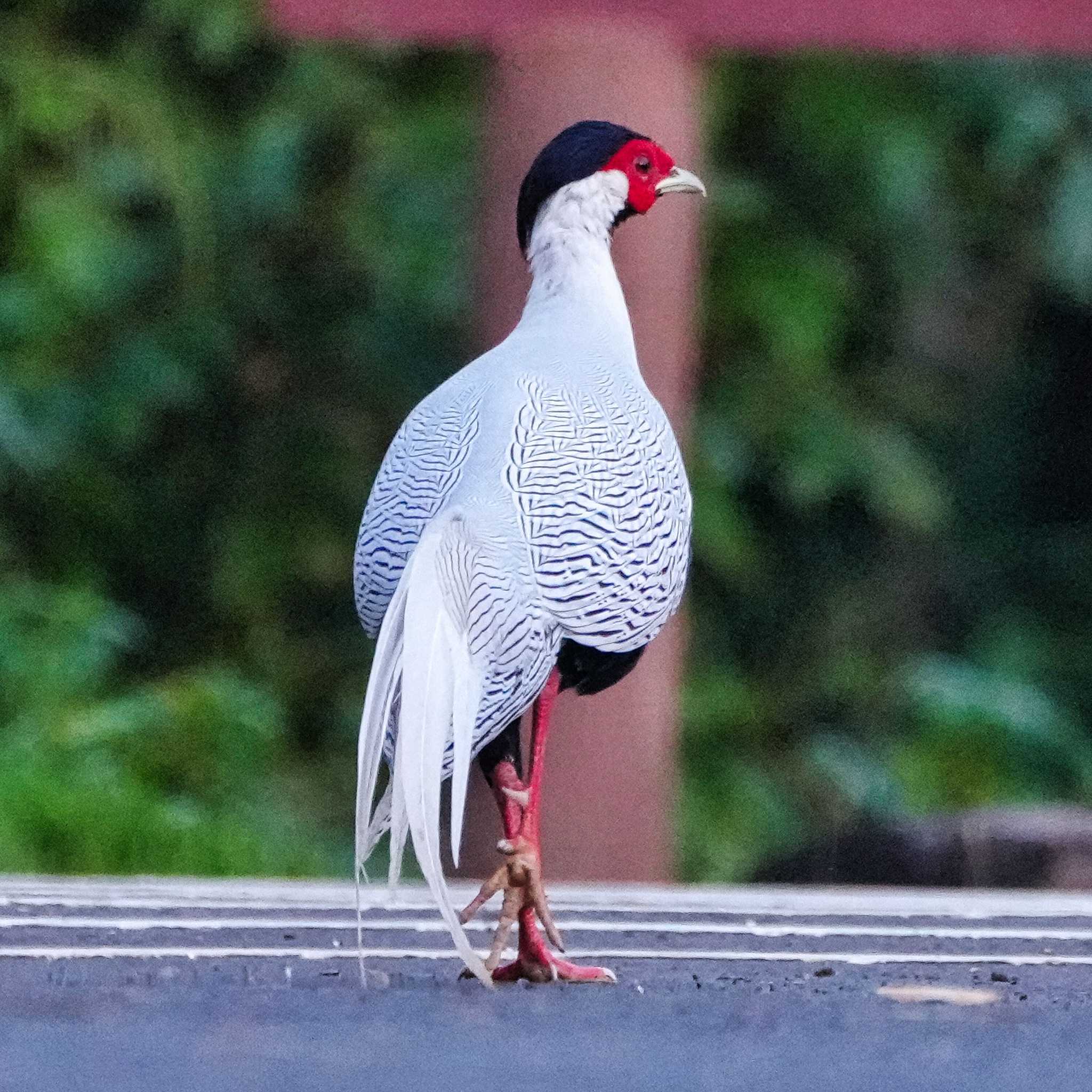 Silver Pheasant