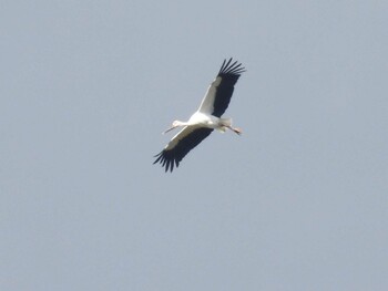 コウノトリ 兵庫県豊岡市 2021年10月21日(木)