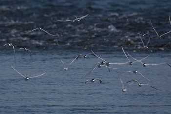 コアジサシ 神奈川県 2017年5月8日(月)